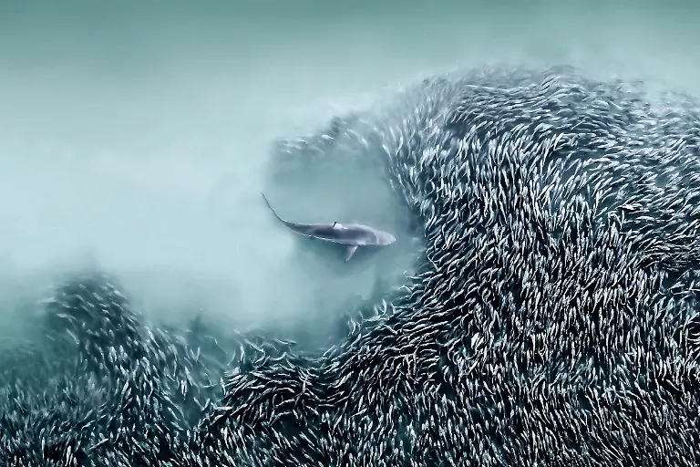 The Gateway, by Joanna Steidle, The Nature Photography Contest 2025 Wildlife Finalist